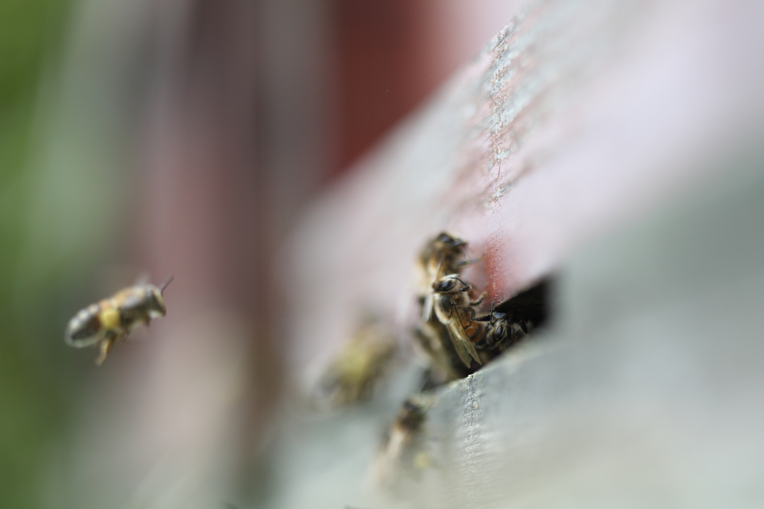 urban beekeeping